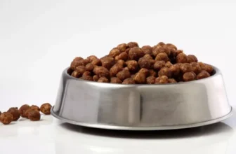 The Best Food Bowls for Mess-Free Mealtime